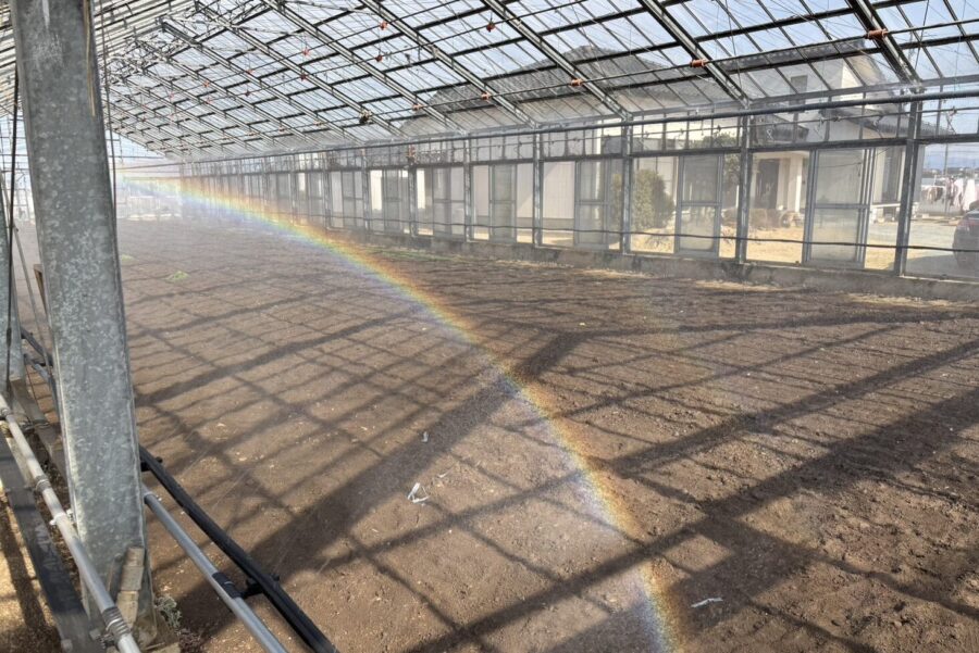 今後の展望